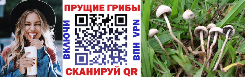 магазин продажи   Жуковский  Псилоцибиновые грибы Magic Shrooms 